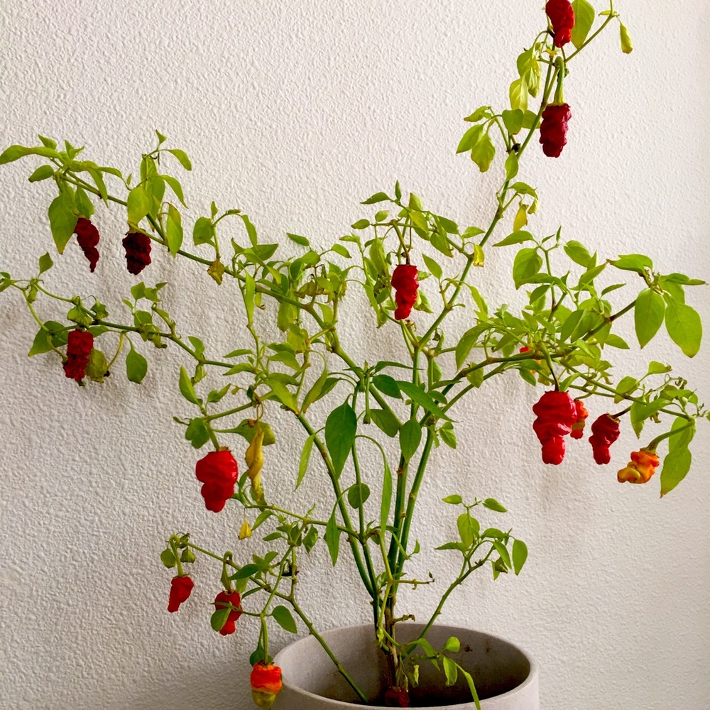 Rare Zou Pi pepper seeds.